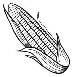 Object corn Royalty Free Vector Image - VectorStock