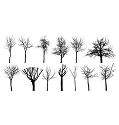 Dead tree without leaves Royalty Free Vector Image