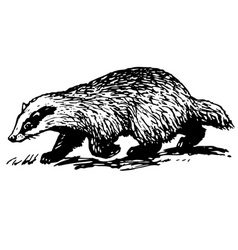 Badger Claw Vector Images (51)