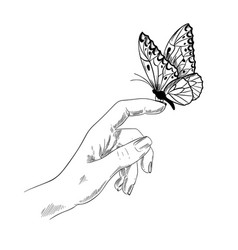 Realistic Butterfly Sketch Drawing - bmp-future