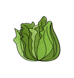 Lettuce vegetable icon Royalty Free Vector Image