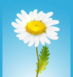 Realistic daisy chamomile flower set Royalty Free Vector