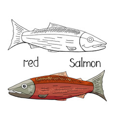 Hand drawn chum salmon black and white and color Vector Image