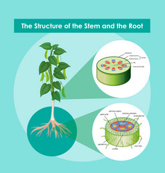 Diagram showing stem structure a plant Royalty Free Vector