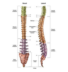 Human spine Royalty Free Vector Image - VectorStock