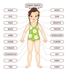 Flat asian boy body part vocabulary Royalty Free Vector