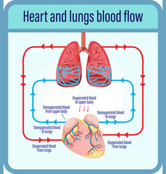 Chart showing blood flow of human heart Royalty Free Vector