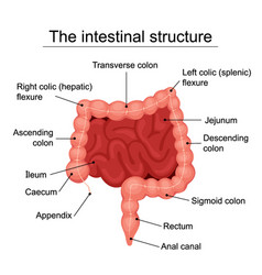 Detailed Diagram Of The Structure From Inside Of Vector Image