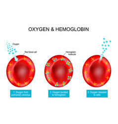 Erythropoiesis the development of red blood cell Vector Image