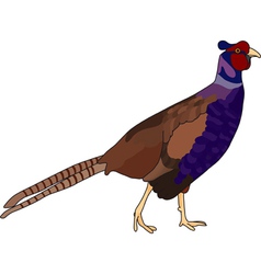 Pheasant Vector Images (over 540)