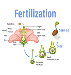 Diagram showing fertilization in flower Royalty Free Vector