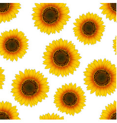 Orange yellow sunflower seamless background Vector Image