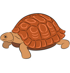 Tortoise Royalty Free Vector Image - VectorStock