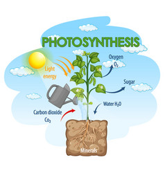 Diagram showing process photosynthesis Royalty Free Vector