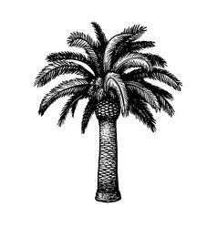 Ink Sketch Date Palm Royalty Free Vector Image