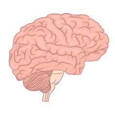 Pink brain side view Royalty Free Vector Image