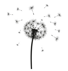 Silhouette of a dandelion Royalty Free Vector Image