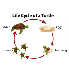 Green sea turtle life cycle Royalty Free Vector Image