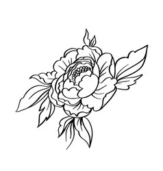 Peony rose flowers isolated black white sketch Vector Image