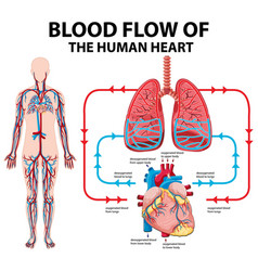 Chart showing blood flow of human heart Royalty Free Vector