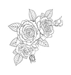 Beautiful Black And White Bouquet Rose And Leaves Vector Image