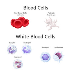 Hemoglobin and white blood cells lymphocytes Vector Image