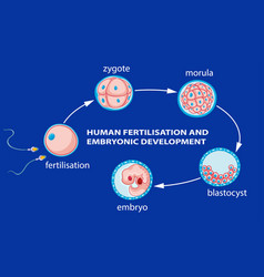 Human fertilization and embryo development Vector Image