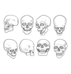 Skull drawing line work Royalty Free Vector Image