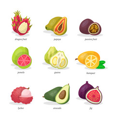 Delicious fruit set Royalty Free Vector Image - VectorStock