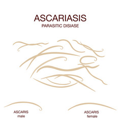 ascaris vektor