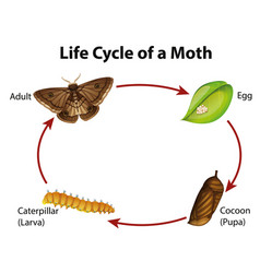 Diagram showing life cycle bed bug Royalty Free Vector Image