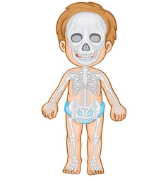 Skeletal system human Royalty Free Vector Image