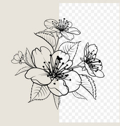 Hand drawn design elements sakura flowers Vector Image