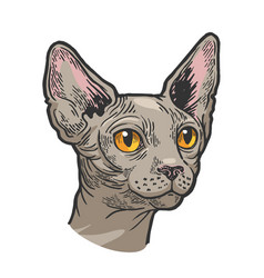 Sphynx cat animal head sketch engraving Royalty Free Vector