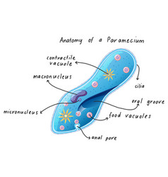 Paramecium dividing bacteria diagram Royalty Free Vector