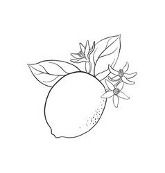 Lemon branch black and white vintage clip art Vector Image