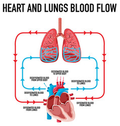 Diagram showing heart and lungs blood flow Vector Image