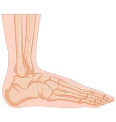 Set of human foot bone Royalty Free Vector Image