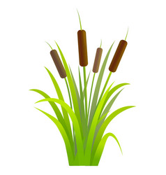 Silhouette black water reed plant cattails leaf Vector Image