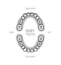 Schedule of baby teeth eruption primary teeth Vector Image