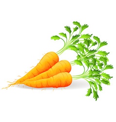 Carrots with leaves Royalty Free Vector Image - VectorStock