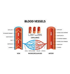 Realistic blood vessels heart infographic Vector Image