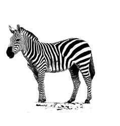 Zebra Outline Vector Images (over 340)