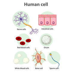 Information poster on human stem cells Royalty Free Vector