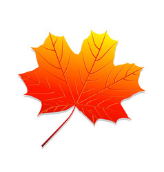 Realistic red maple leaf Royalty Free Vector Image