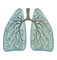 Human lungs respiratory system healthy lungs Vector Image