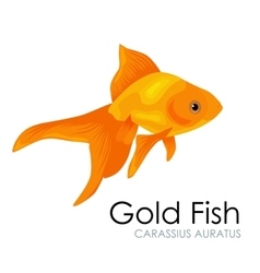 Funky fish Royalty Free Vector Image - VectorStock