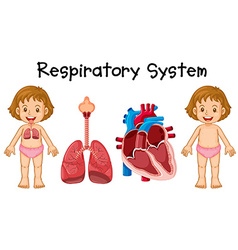 Diagram of girl with circulatory system Royalty Free Vector