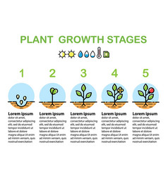 Plant growth stages infographics planting fruits Vector Image