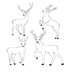 stick deer drawing